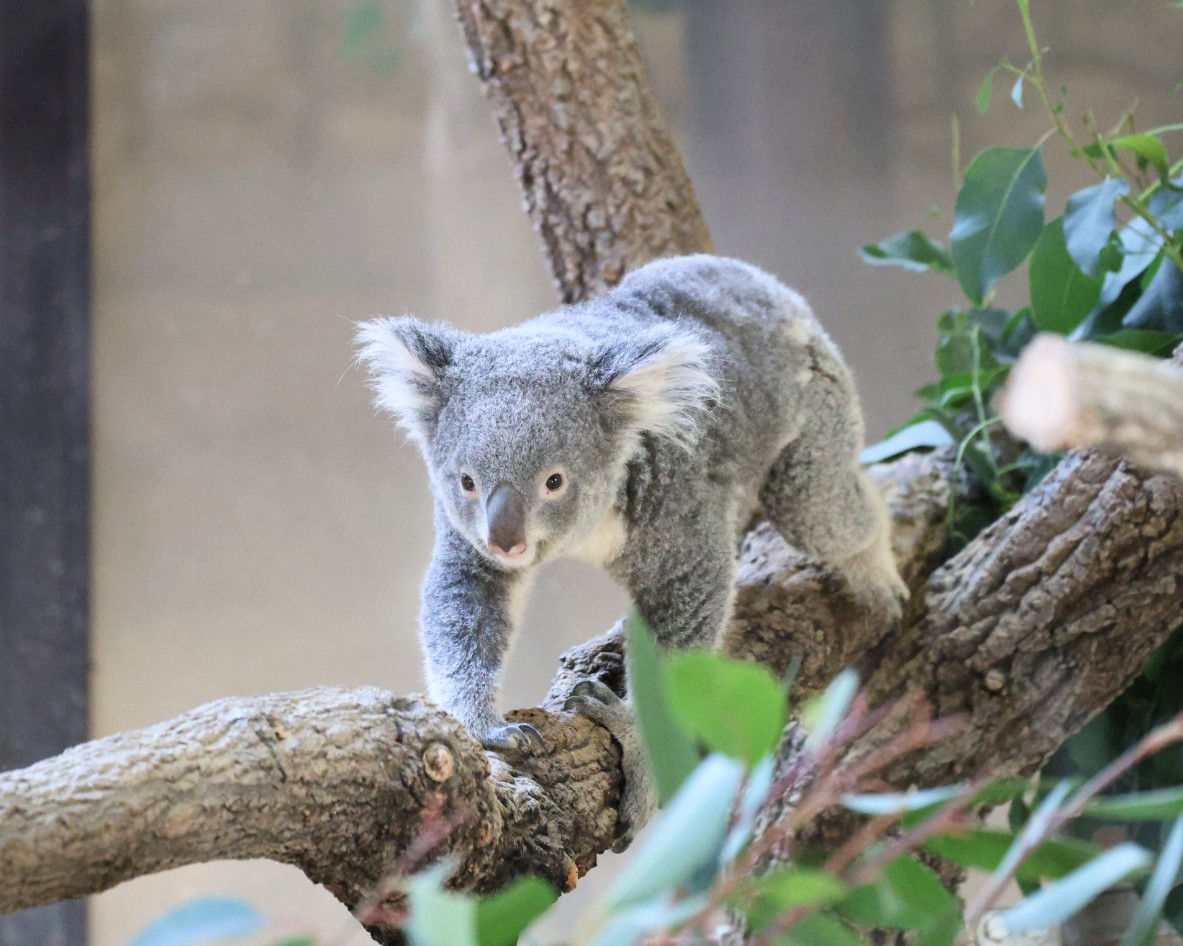 すたすた歩く おもちちゃん🐨🐾 ＃東山動植物園 ＃コアラ