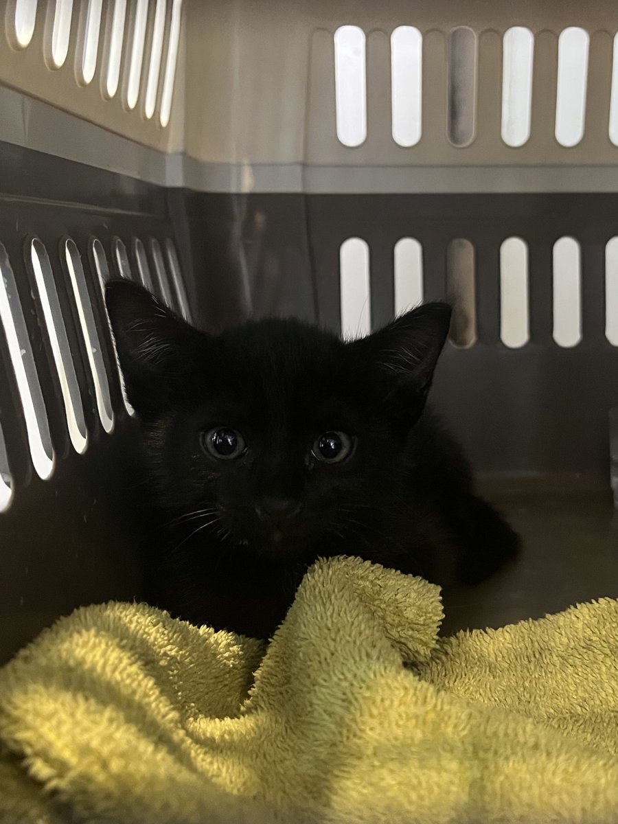 มีใครสนใจเจ้าแมวดำไหมคะ อยู่ในกรุงเทพเดี๋ยวไปส่งให้ค่ะ พอดีว่าน้องติดอยู่ในเสาของบริษัท ตอนนี้ยังไม่มีคนรับเลี้ยงเลยค่ะ🥺 ตัวยังเล็กอยู่มาก แมวเด็กเลย

#แมวจรหาบ้าน #แมวจร #หาบ้านให้แมว