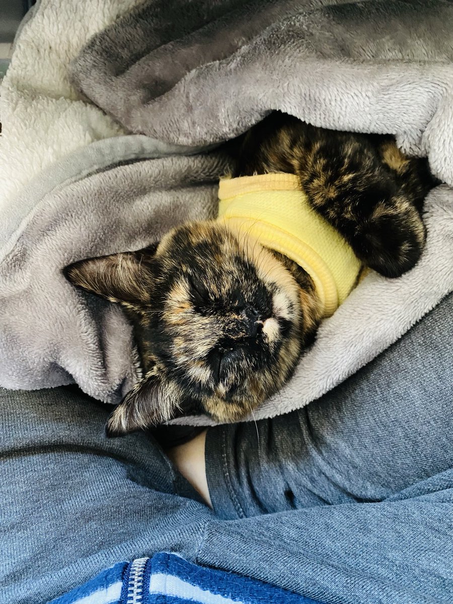 ニコナツ(Nikonatsu) (@honeybee172) / Posts / X