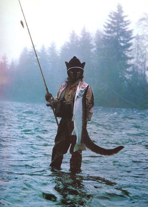 Kitty fishin’