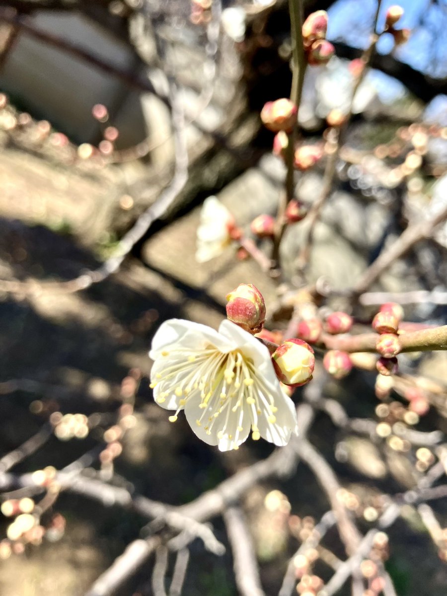 【#photo 2026 end of JAN.】
🐱⛩#豪徳寺
🎺🎷🥁 1.29 > #威吹の日（#ウインボ）