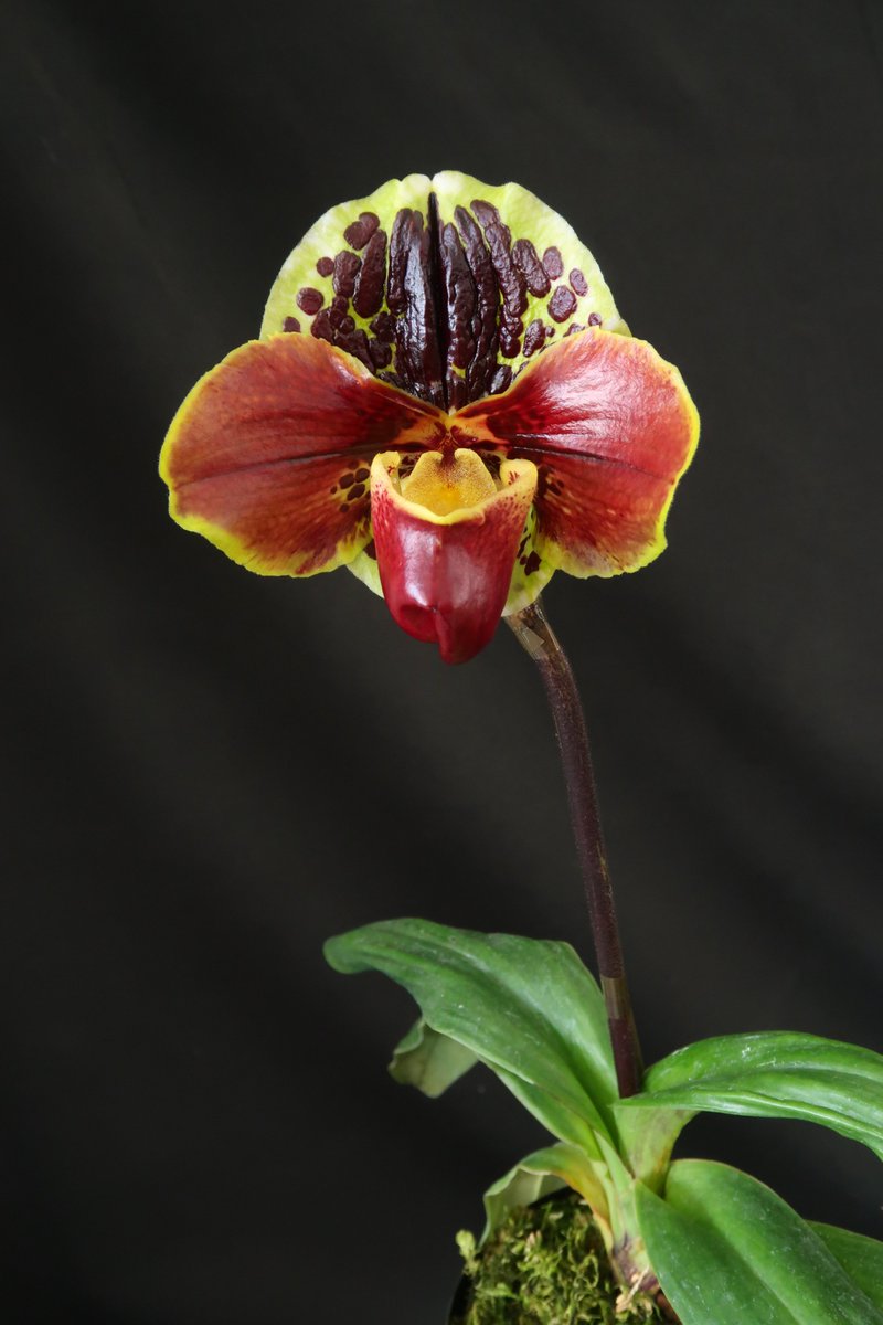 凄いドーサルの点花が咲きました💮 TB18-146 Paph. (Endless World