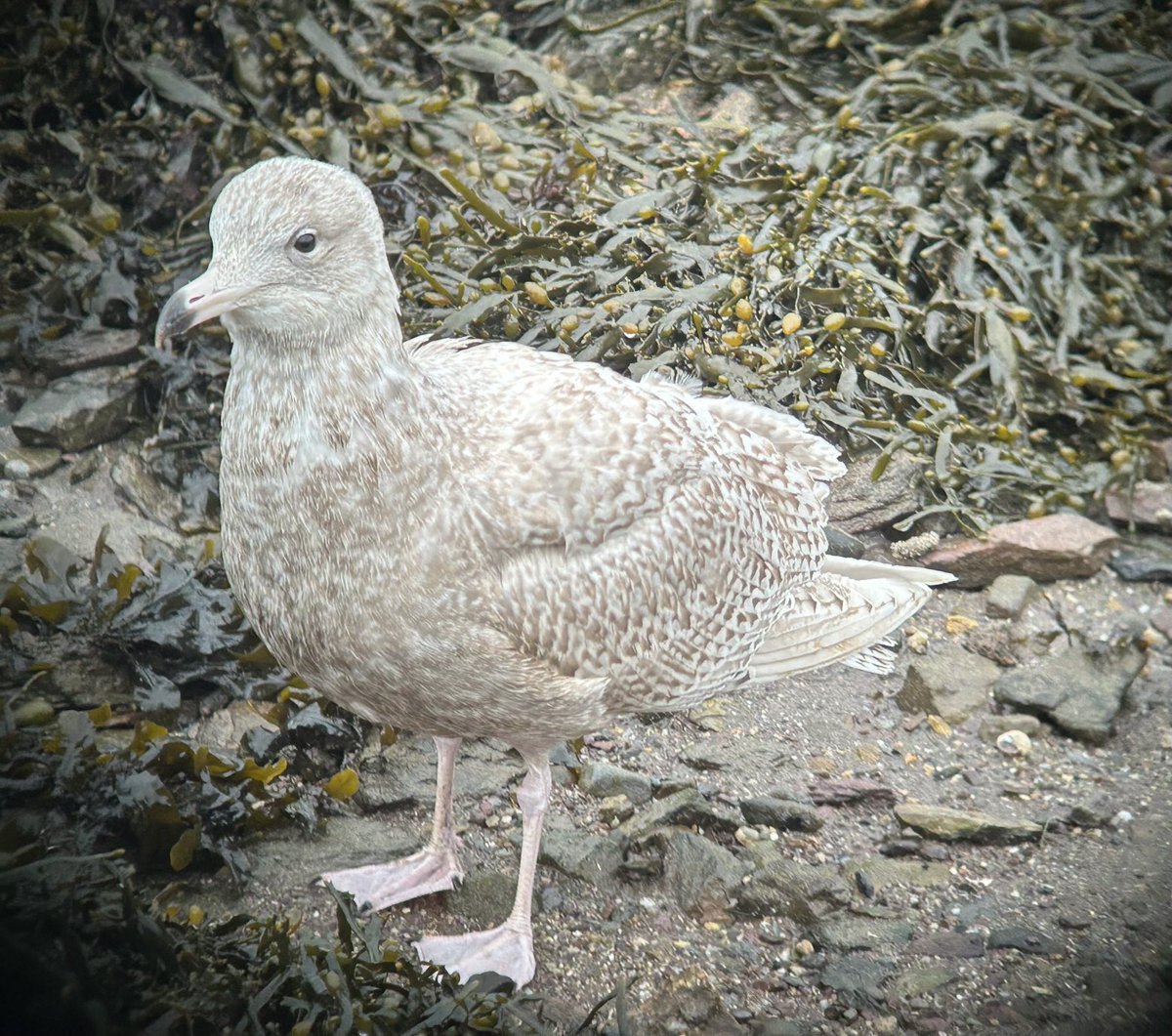 Dara Fitzpatrick tweet media