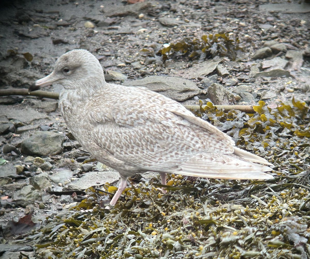 Dara Fitzpatrick tweet media