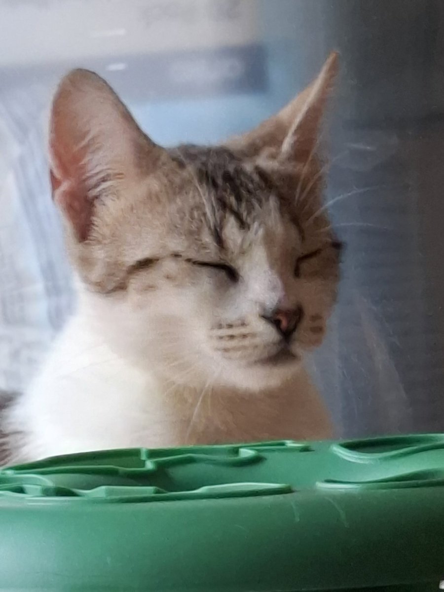 GilbertTCat's tweet image. Shh. Coco is manifesting being adopted to a forever home where she is the centre of the humes universe &amp;amp; they never run out of Felix Play Tubes (Chicken &amp;amp; Liver).
#AdoptDontShop 
She is available to adopt thru Cat Sanctuary Australia. (NSW) Please help a girl out with a retweet.