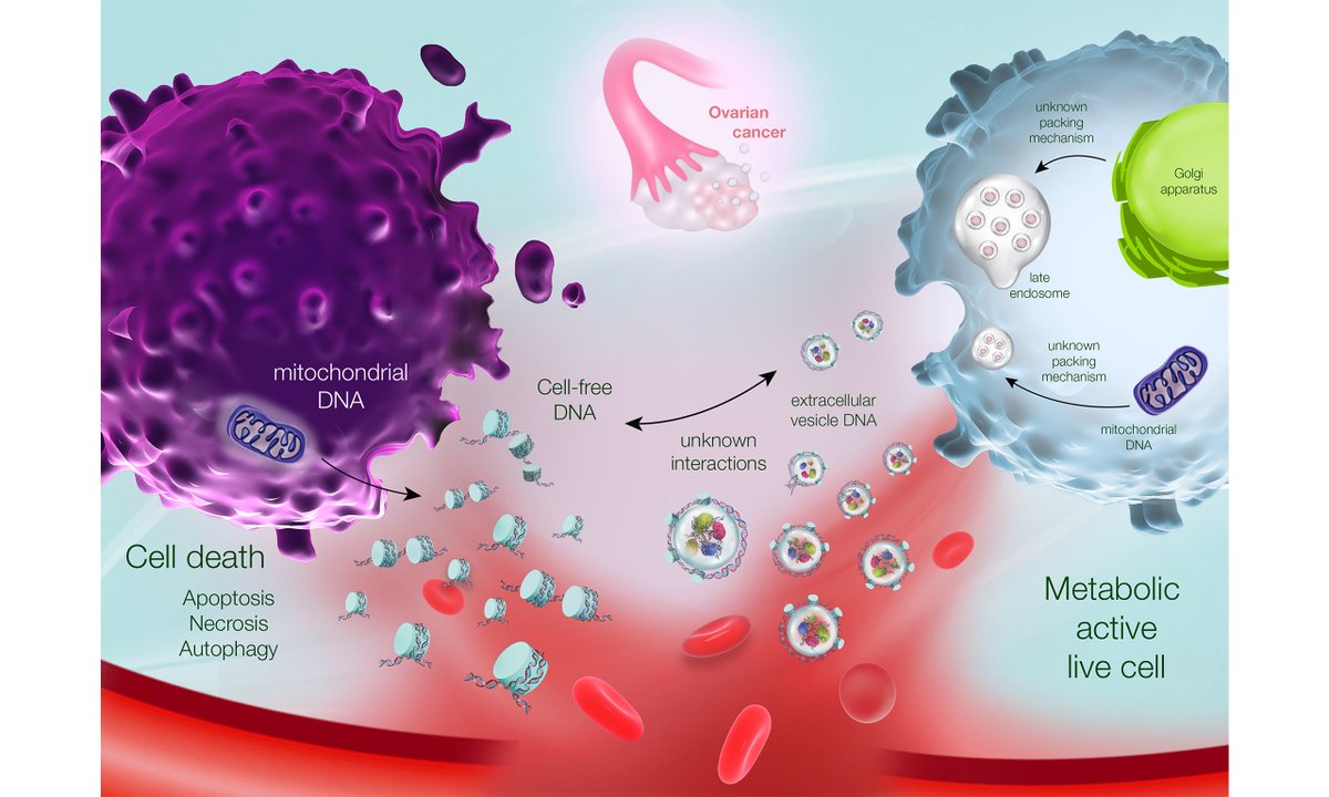 Extracellular Vesicles & Circulating Nucleic Acids tweet media