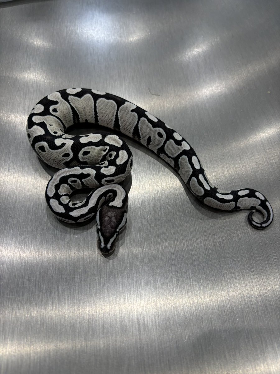 TSKaxan clown 50%het pied TSKaxan DG VPI axan Trick sold