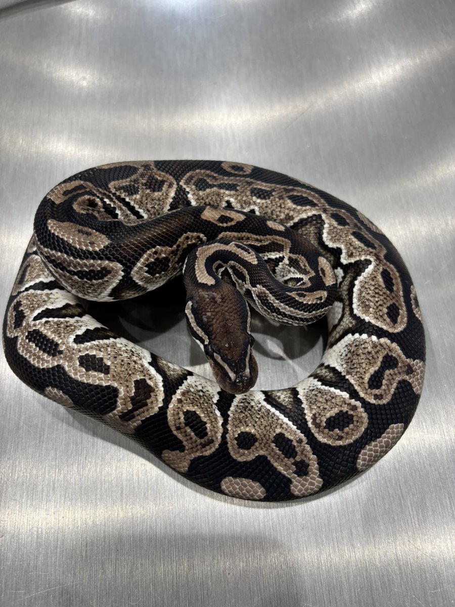 TSKaxan clown 50%het pied TSKaxan DG VPI axan Trick sold