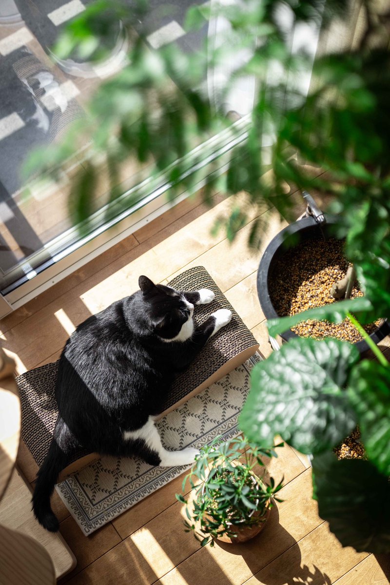 光合成中
#ねこかわいいね #猫のいる暮らし𓃠