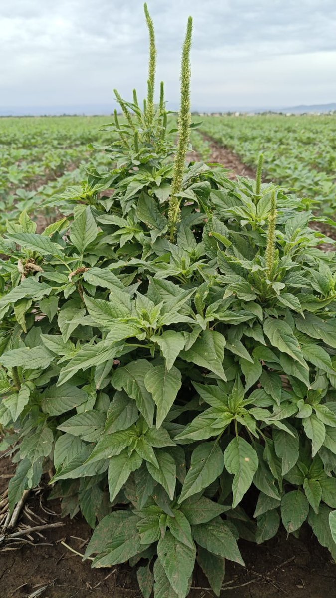 Ernesto Carreño tweet media