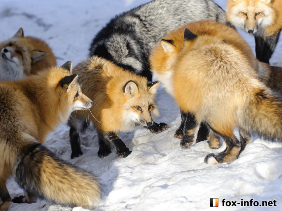 たまも🦊 (@TamamofuFox) / Posts / X