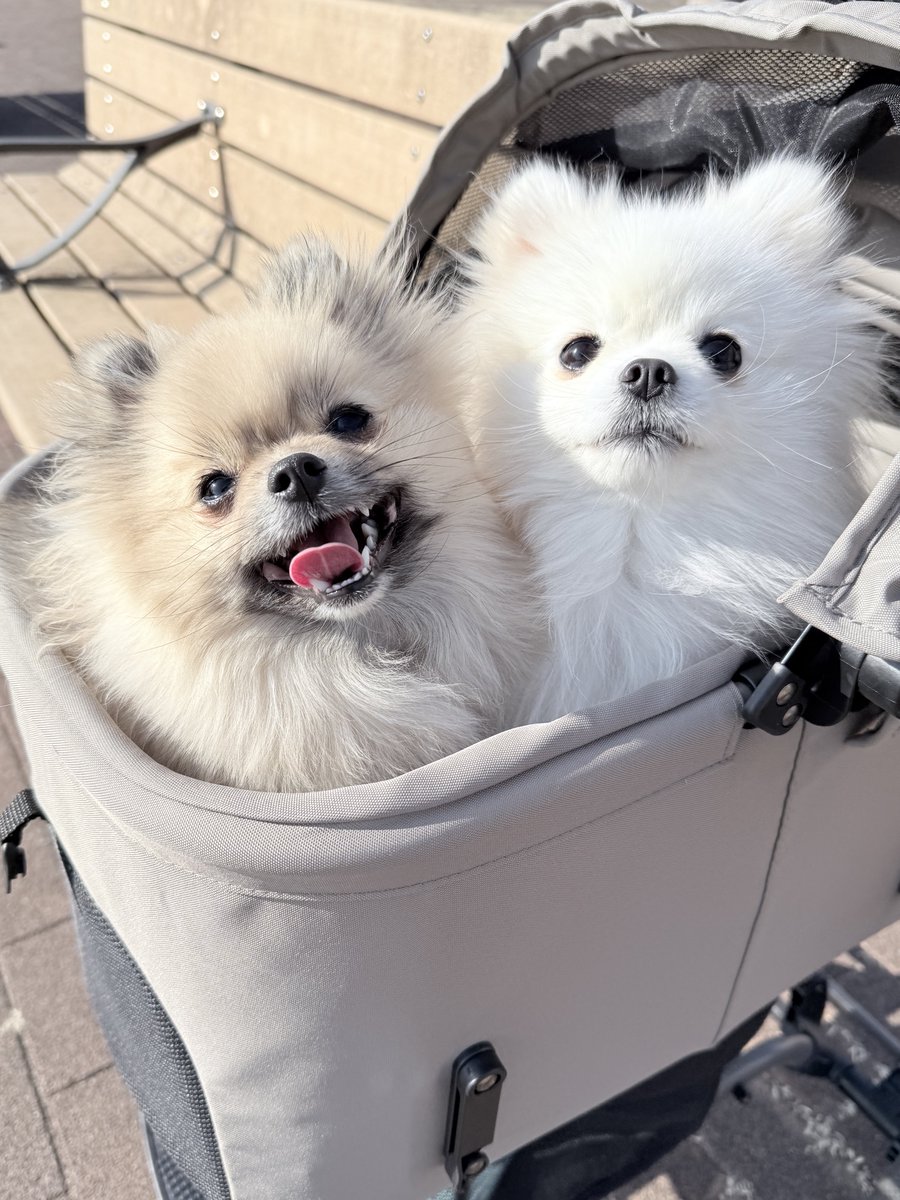 ポメラニアン サブロー 低浮上 (@naaasan3000) / Posts / X