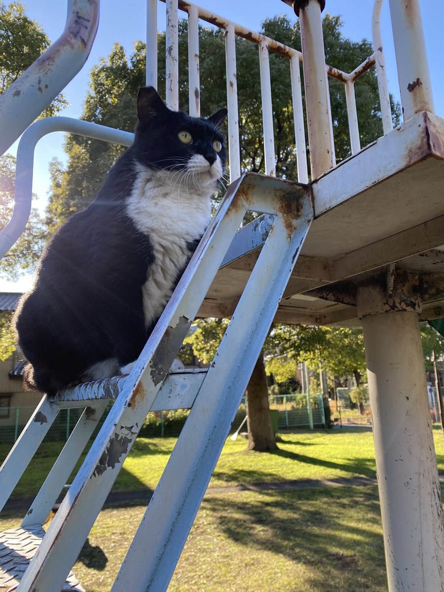 にゃん太郎 (@nyannyan__taro) / Posts / X