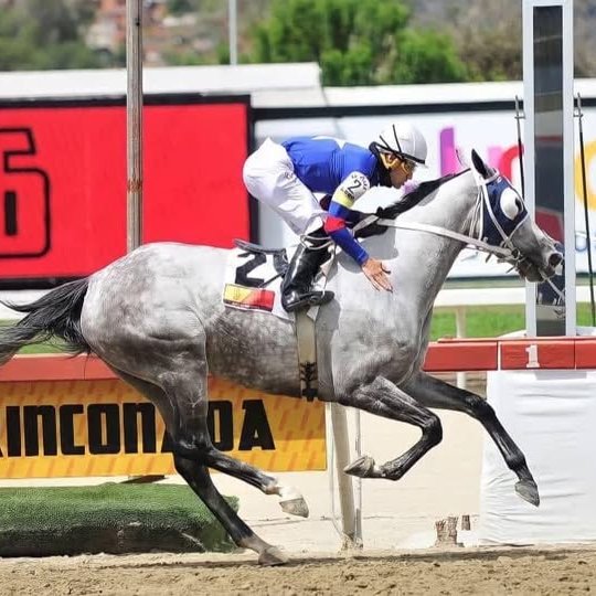 blindadosalas1's tweet photo. #Hipismo #FelizCumpleaños El 31/01/2016 nació AFRODITA DE PADUA 🇻🇪 Campeona de 3, 5 y más años. Triple Coronada (2019) El pasado 22/01 se convirtió en yegua madre, tras nacer en #HarasOropal un potrillo castaño cuyo padre es IDENTITY POLITICS (Into Mischief) ¡Enhorabuena! https://t.co/bI4gUQoluD