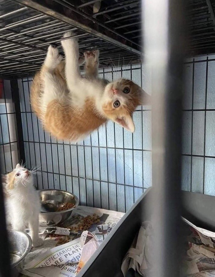 スパイダーマンみたいな子猫