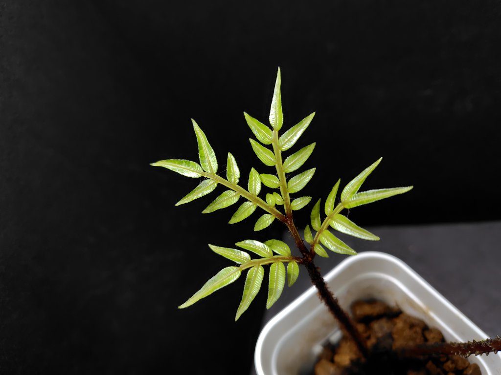 Ptisana squamosa Pulau Yapen TK1125 あまりにも新葉が綺麗だったので