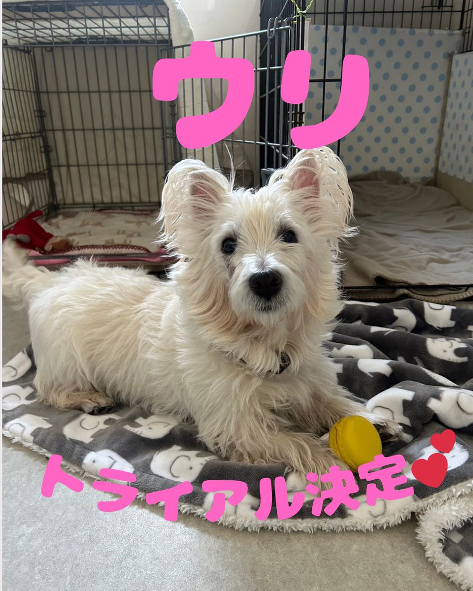 🐕トライアル決定🐈

「ウリ」くん、トライアル決定です！
ずっとのお家になりますように💕