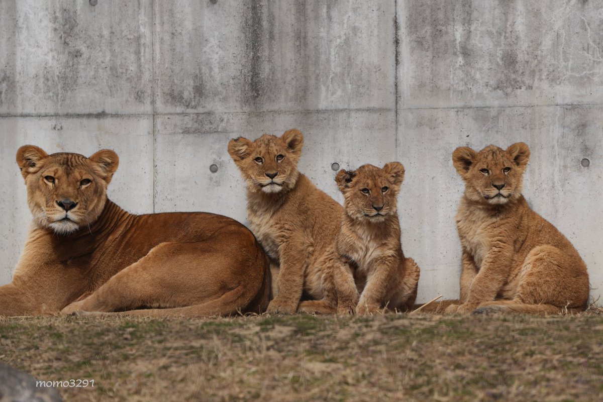 momo3291's tweet image. シルクと子供達🦁

左から
シルク、デン、ベガ、アル

#のんほいパーク #ライオン
#シルク #デン #アル #ベガ
