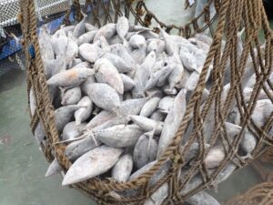 AtunaNews's tweet photo. Frozen whole round skipjack trade is not picking up in Bangkok as there is a lack in supply from the WCPO seiner fleet. Also, most canners have high inventory. This impacts the skipjack price and canners have to pay...https://t.co/O017iMBqH3 #Bangkok #skipjack #tuna https://t.co/FOfdVWG4Gm