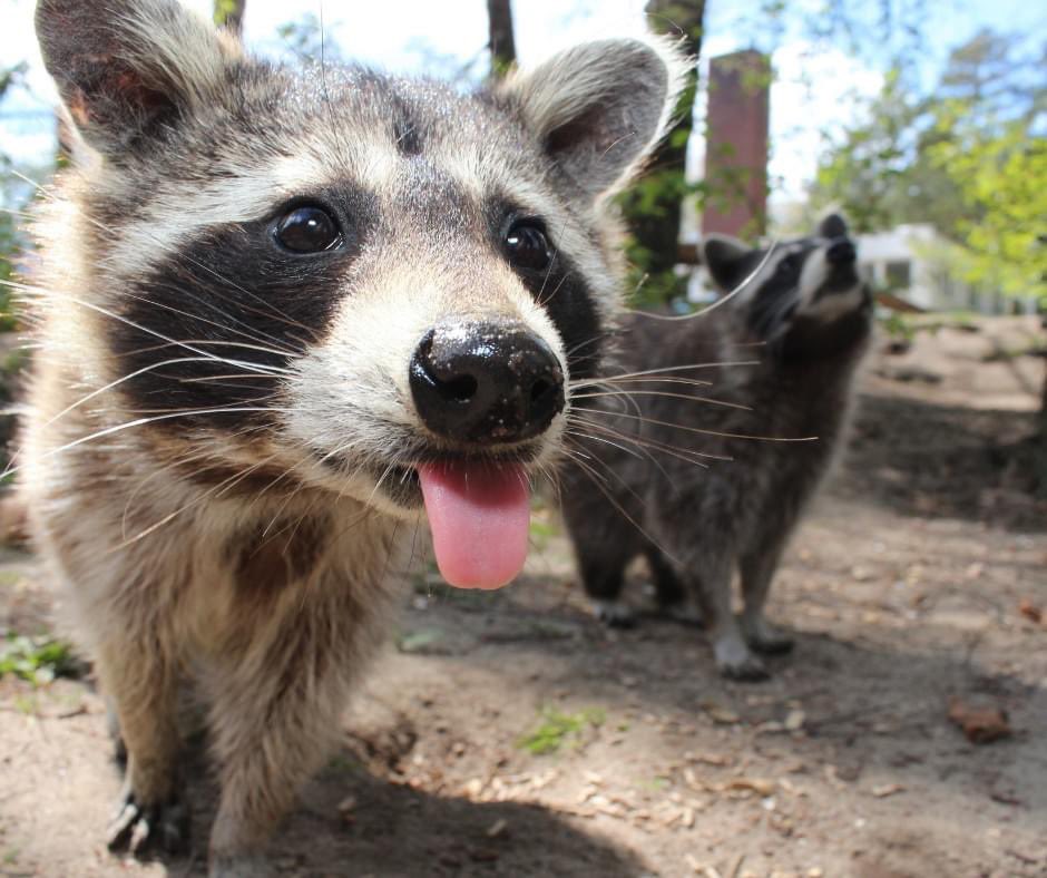 Raccoons Hourly (@raccoonhourly) on Twitter photo 