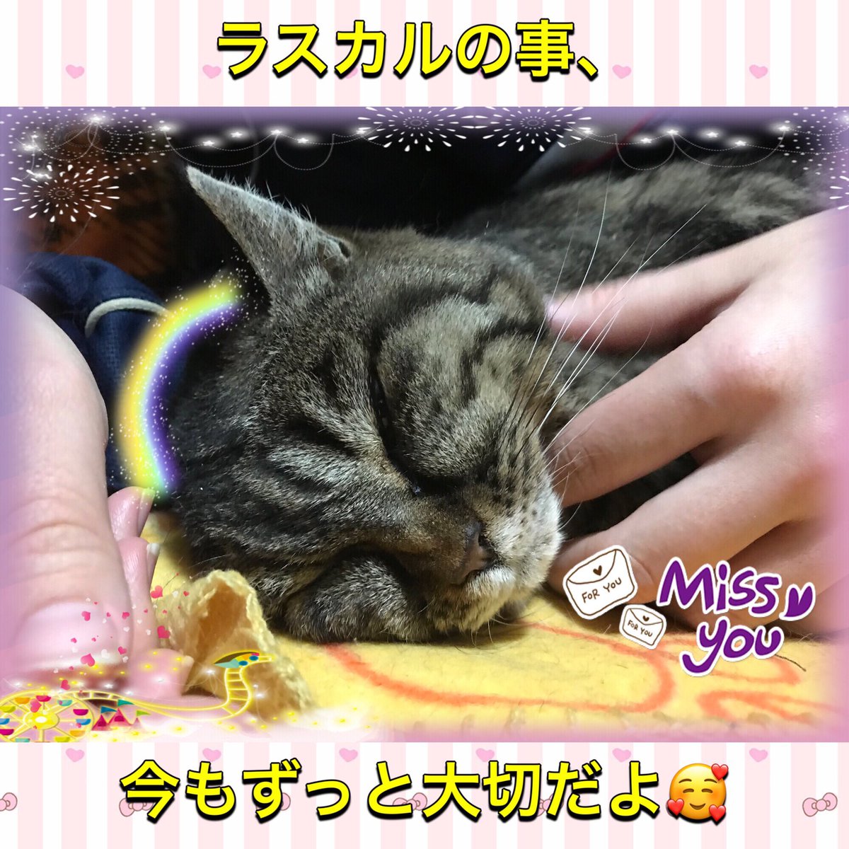 【ラスカル70回目の月命日】
ラスカル、今年は大雪で大変だったよ🙂
ラスカルは雪が好きじゃないから丸くなっていたよね☺️
ラスカル、今日はお空のお友達とご馳走食べるんだよ✨
会いたいなぁ。
＃猫 
＃キジトラ
＃猫好きさんと繋がりたい 
＃月命日
＃虹の橋