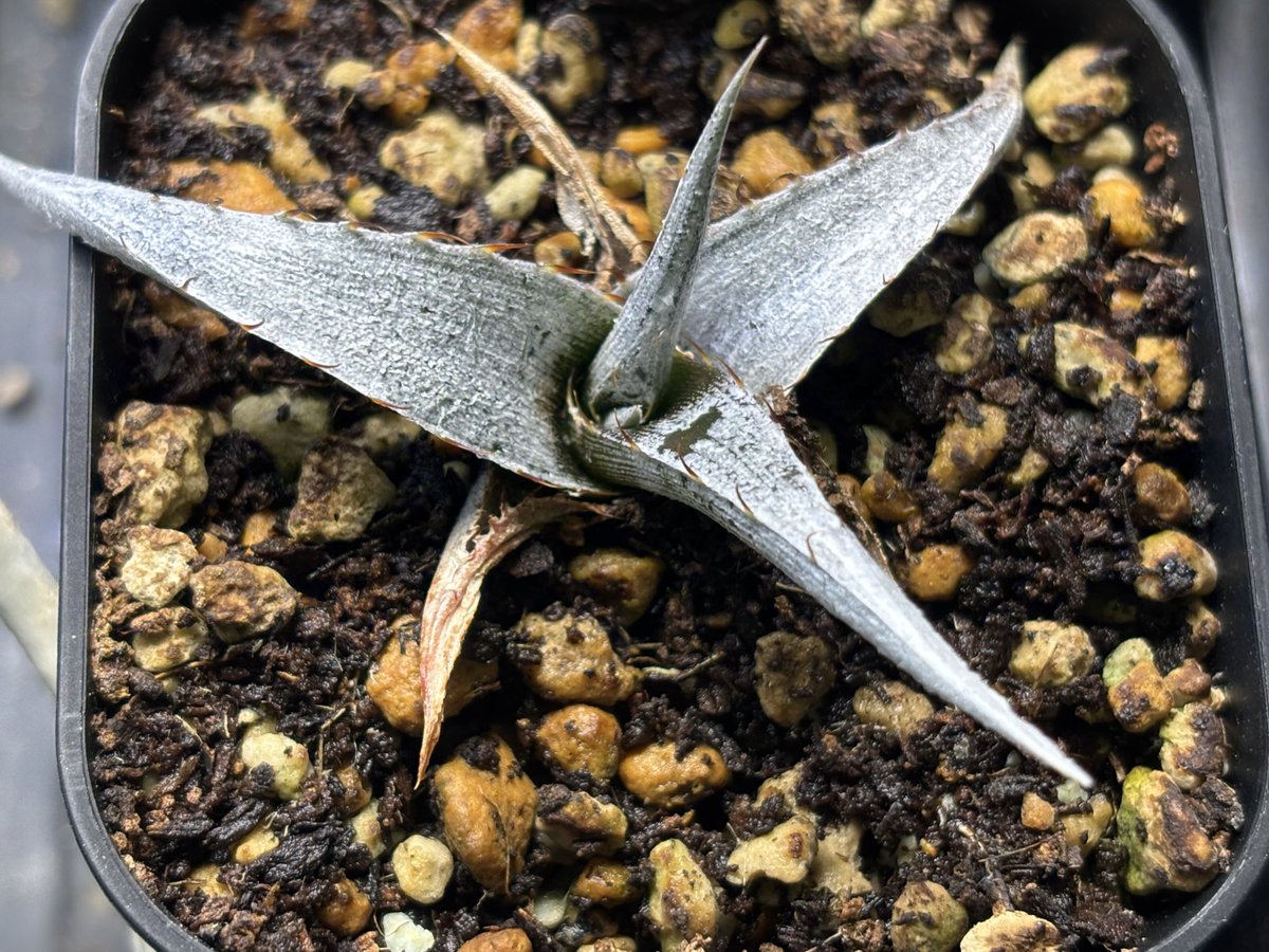 火事ウニー動いてくれてひと安心