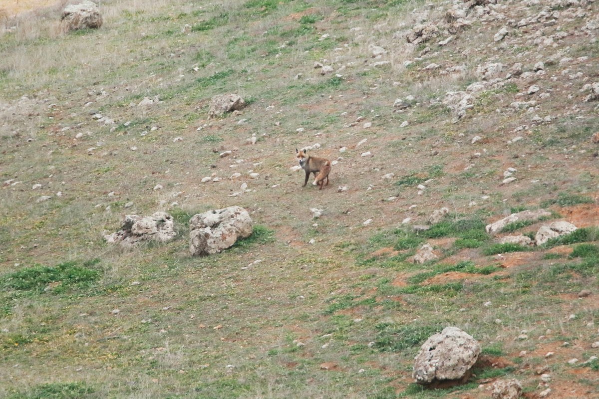 CastellaNatura's tweet image. En las 12 últimas temporadas de caza en Castilla La Mancha se han matado 600.000 zorros bajo el pretexto del "control de depredadores".

Del zorro no aprovechan ni carne ni nada, simplemente lo asesinan por considerarlo competencia