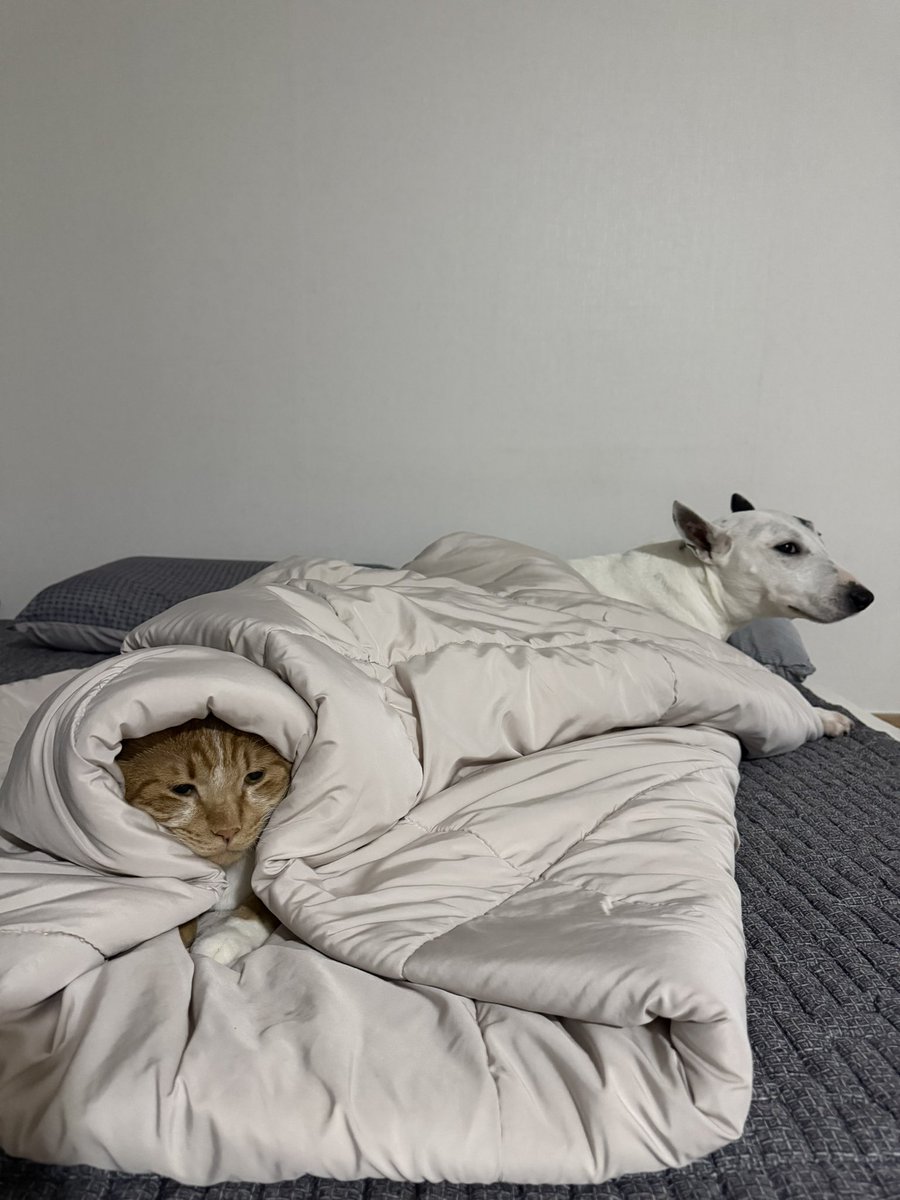 이불 밖은 위험해🥶🥶🥶
나는 이 침대가 좋다앙