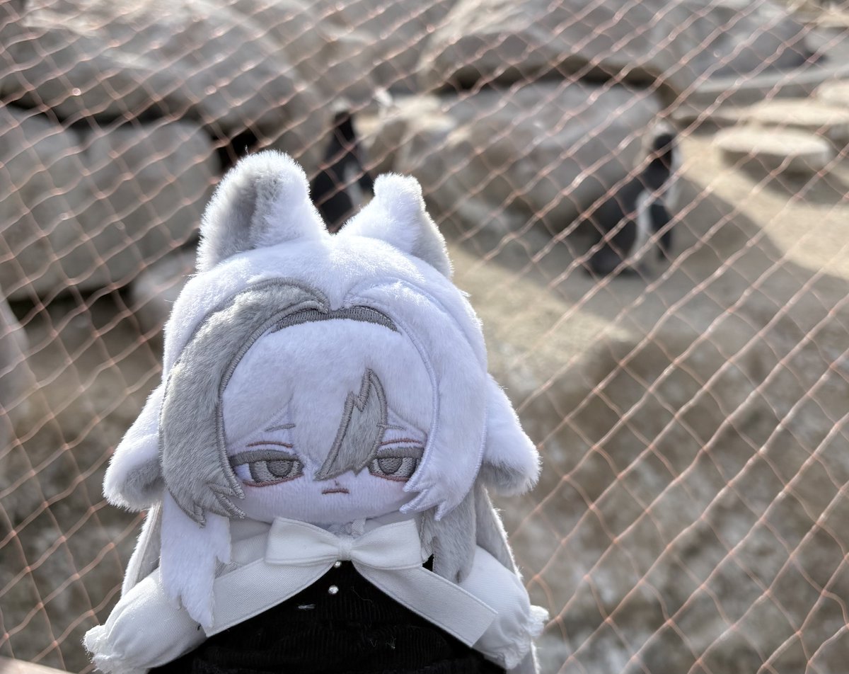 明日までです〜！
よろしくお願いします🦴