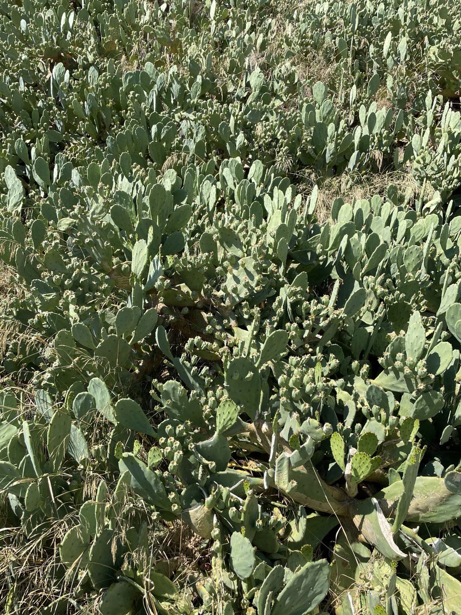 fgenstart's tweet image. gm

Looks like today I’ll manage more than just touching grass

Green hits different. More confidence. More doing

Let’s go