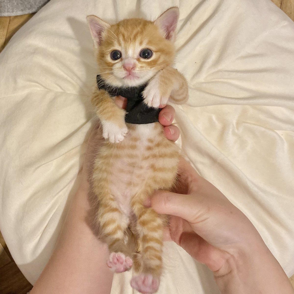 ☆新作4点☆ゴン助ページ☆ モブ助🔥🦅 (@YotanoZaregoto) / Posts / X