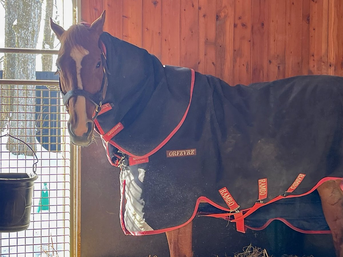 オルフェーヴル