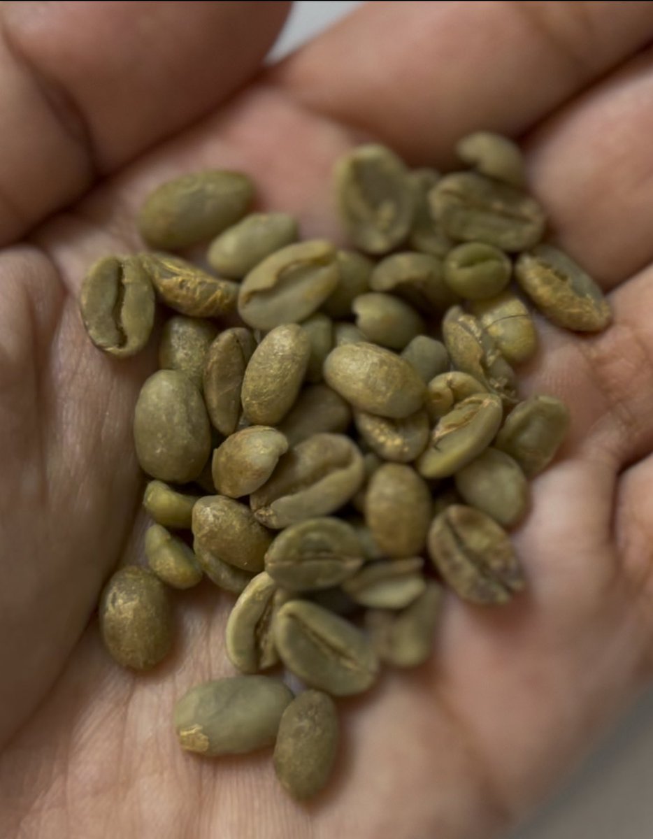 بن اثيوبي جاي طازه من أثيوبيا الحبة صغيرة كأنه خولاني ، والريحة يازينها 💚