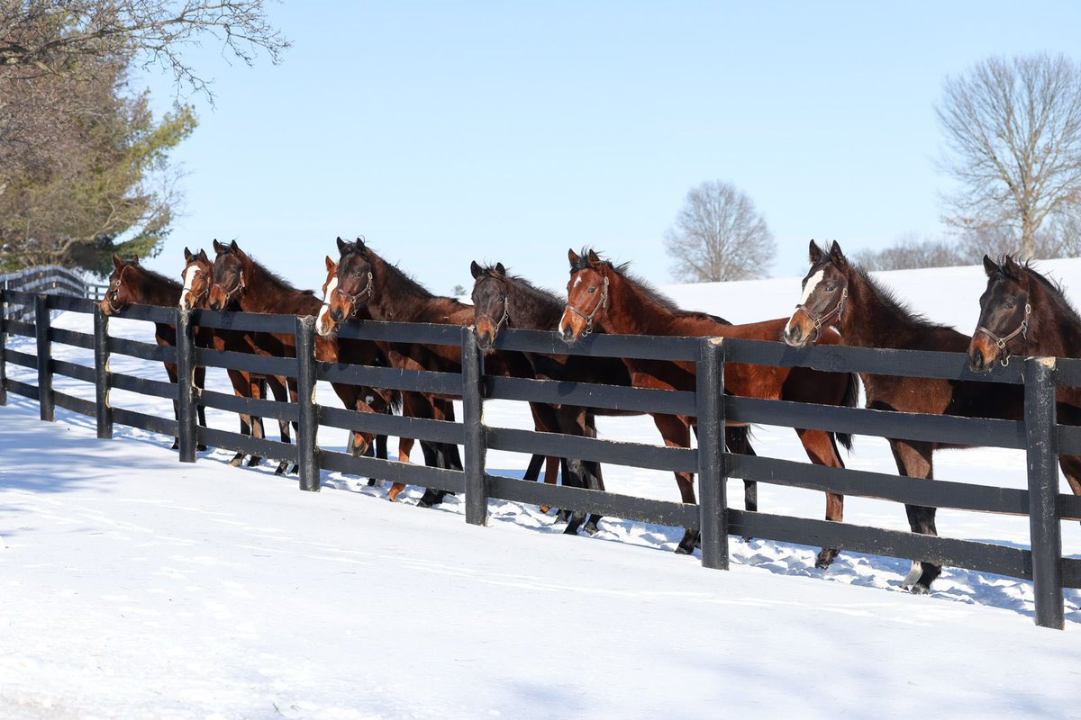 Just another day <a href="/resracingky/">Resolute Racing</a>  farm with our yearling flllies.