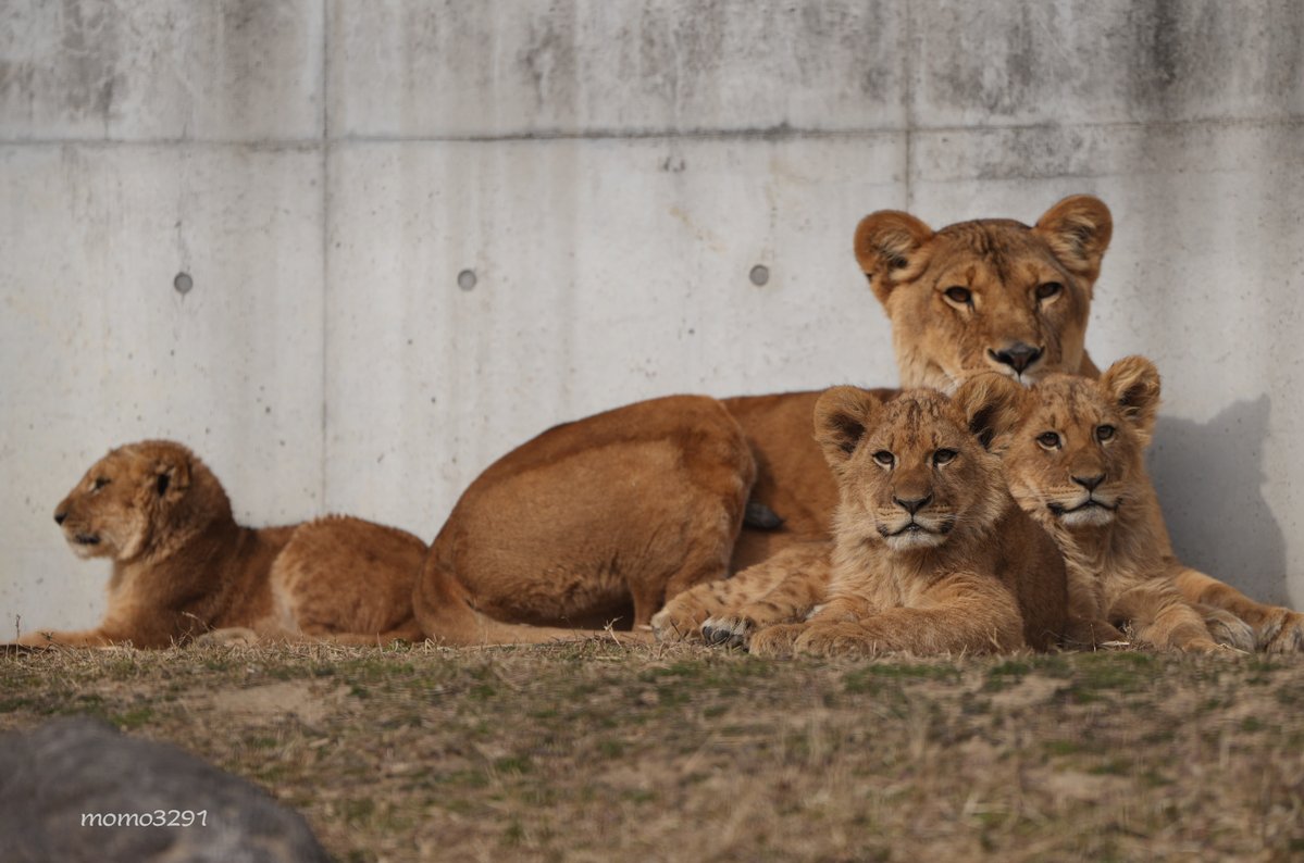 momo3291's tweet image. 非協力的なベガ🤣🤣

自由OK👍

#のんほいパーク #ライオン
#シルク #デン #アル #ベガ