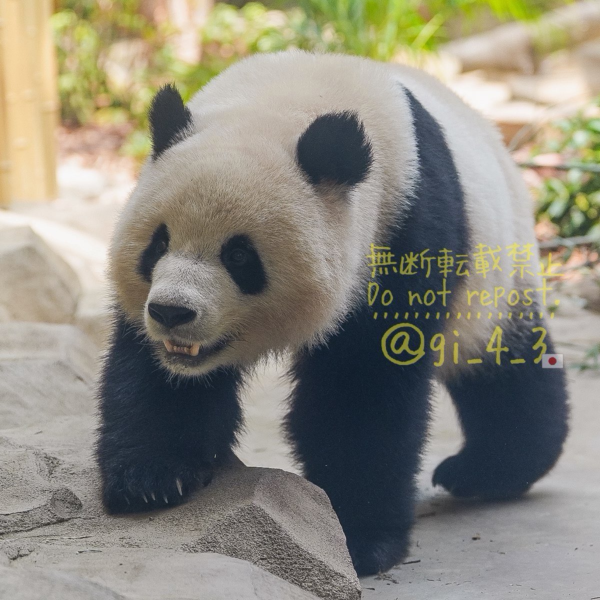 gi_4_3's tweet photo. ニコッ😀
#北辰 #BeiChen #成都基地
#シャン子の旅 (2025.8) https://t.co/GegRepD5Lj