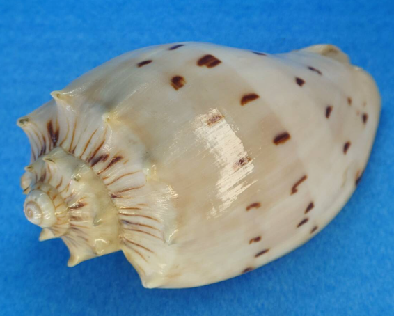 オニコウロギボラ といいます(^O^) #貝 #貝殻 #標本 #コレクション