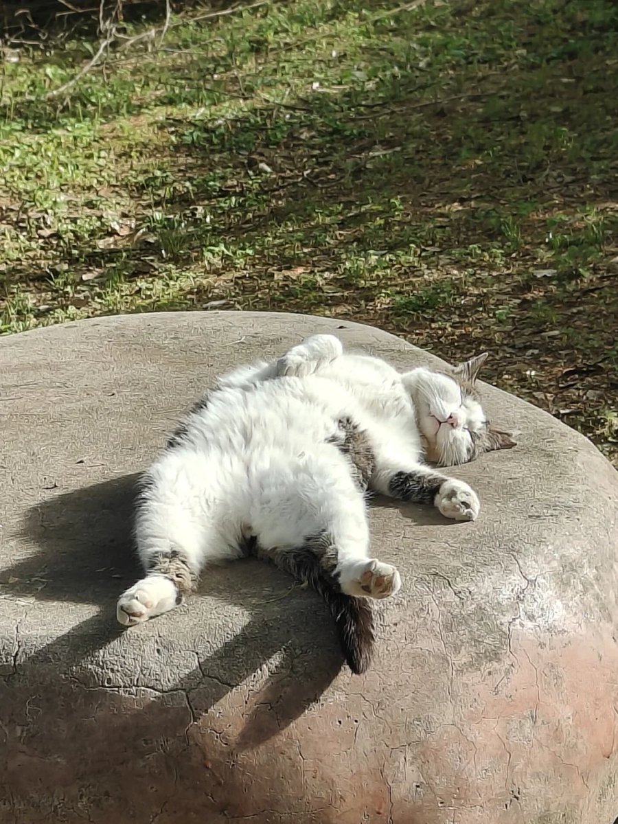 grace11440's tweet photo. Seeing this cat on my way to work brought tears of envy to my eyes.🥺 https://t.co/uXyNz9WRNI