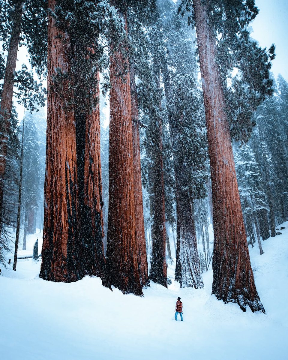 Sequoia National Park during a winter snowstorm