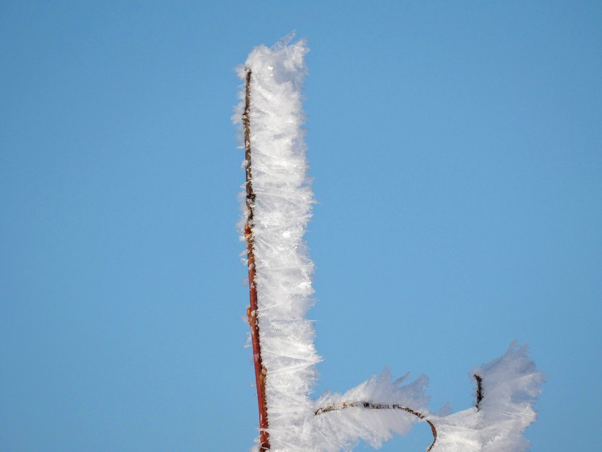 HPaluste's tweet image. Frost
#frost #winter #wonderful
