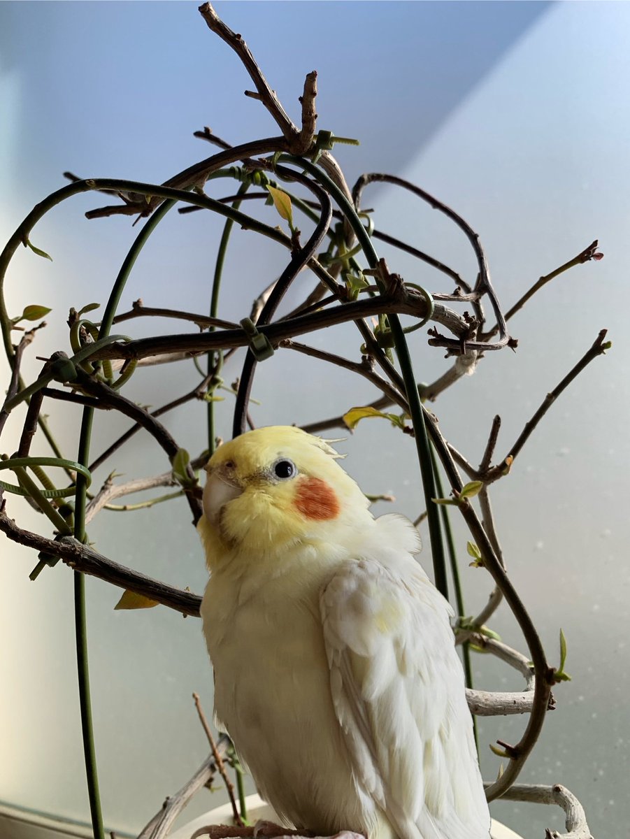 ぴぃちゃん7974 (@chanchan346668) / Posts / X