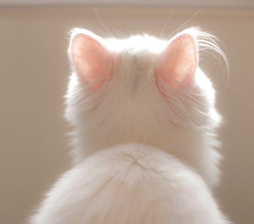 joaquin as cats (@bigotesxjoaco) on Twitter photo 