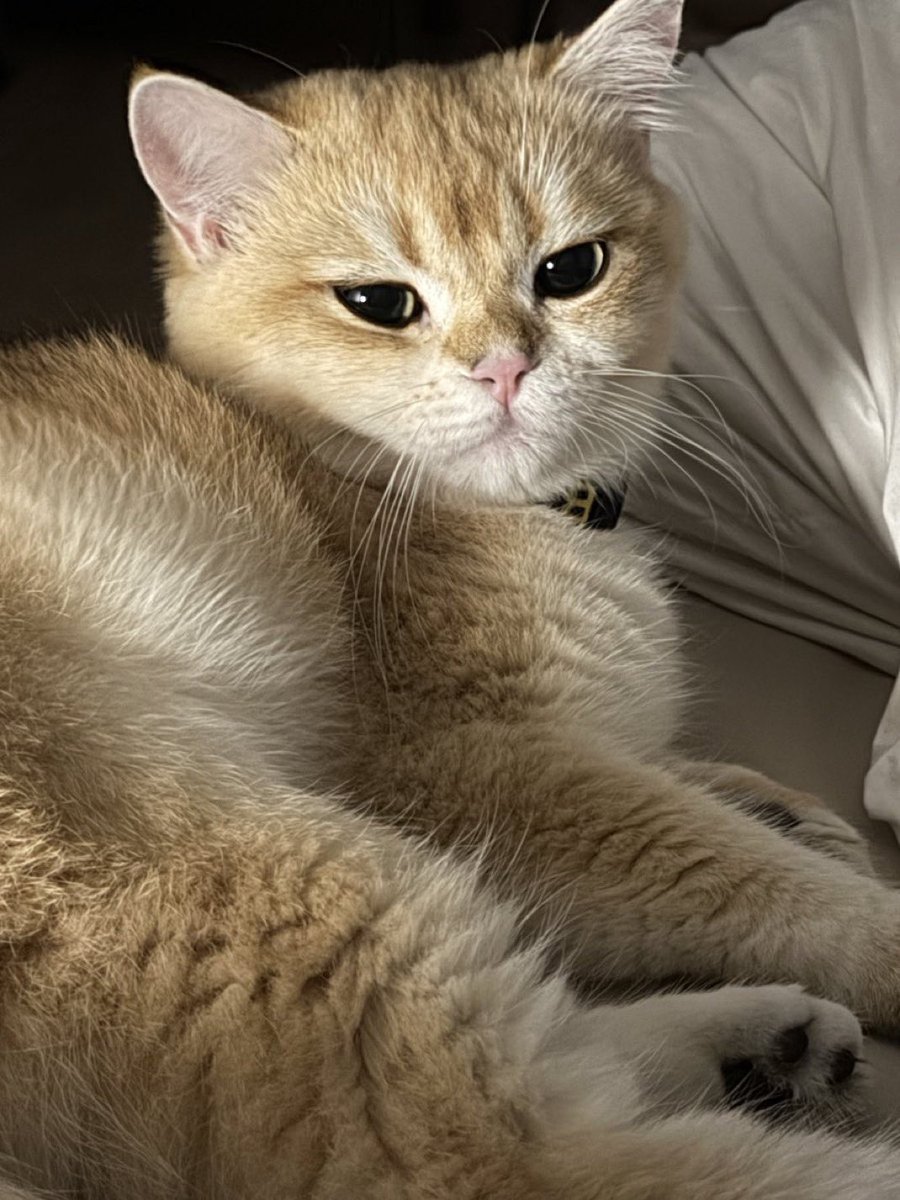 I am sure Ginger will shower him with cat kisses and Omen will be little offended that daddy left him for so long 😝
Btw 🤭- I am sure they both saw that orange dog you were sitting with in one of the pictures- prepare for lectures 🤣!
SHOWER BIU WITH LUVE
#WelcomeHomeBiu