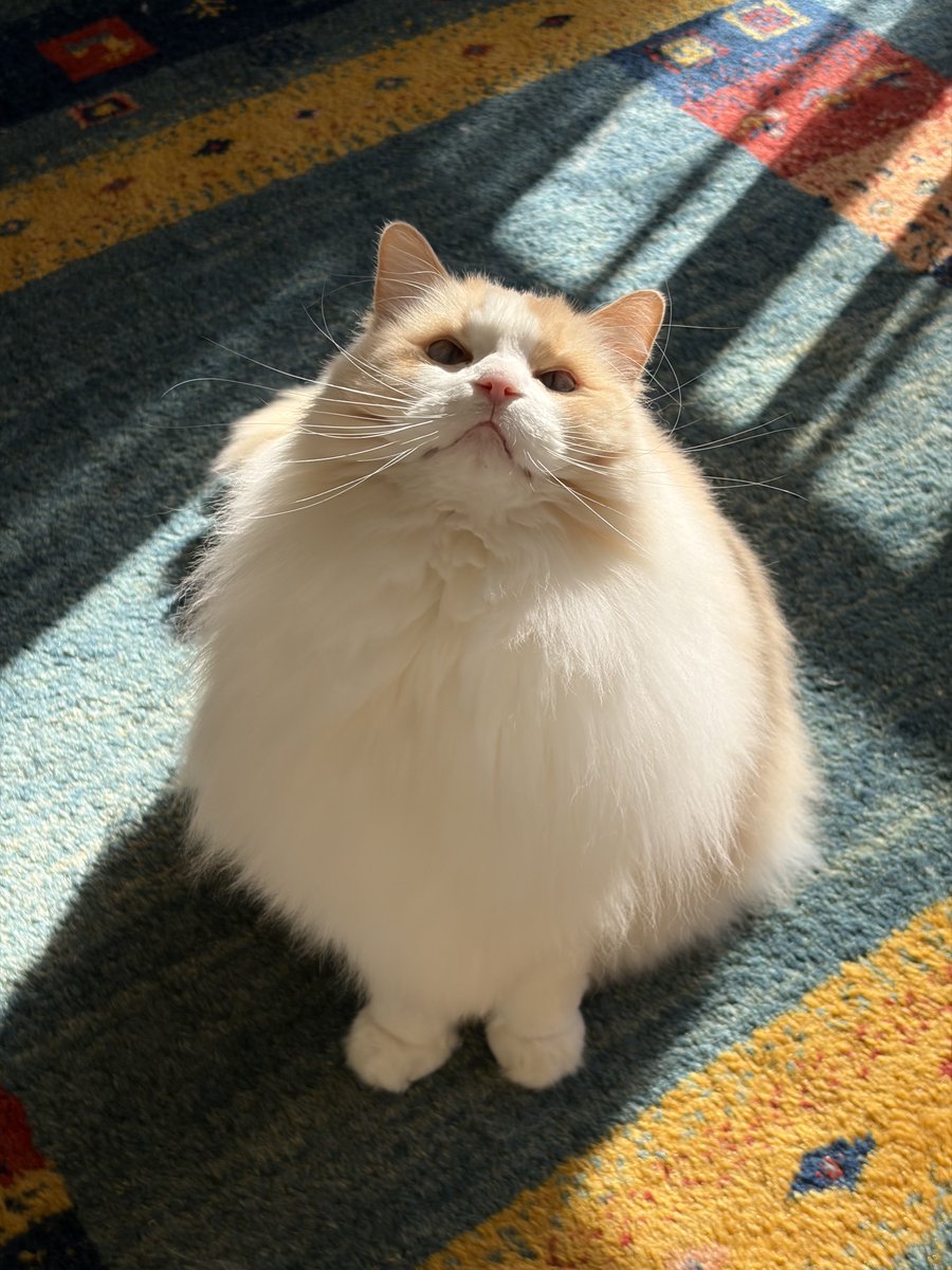 るいにゃ (@ruinya27) / Posts / X