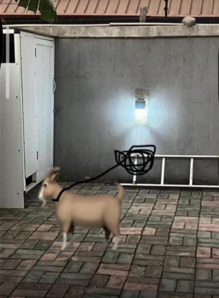 Still celebrating my 5M impressions with this big goat I bought yesterday. I’m inviting all active mutuals and those interested to be hit me up 🤙 😑 ASAP