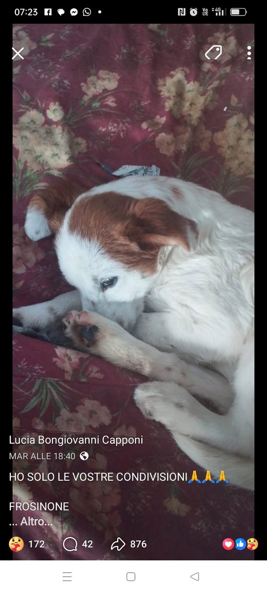 Aiutiamo questa creatura a trovare una famiglia 🙏❤️