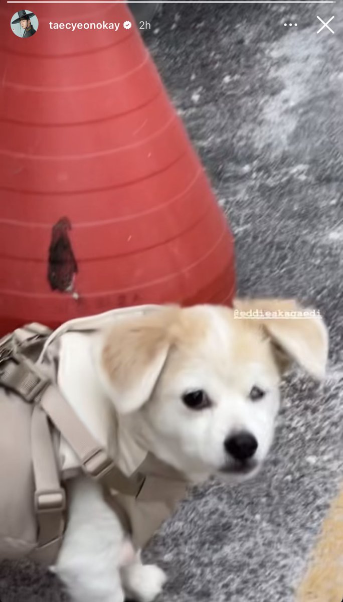 에디 기여웤ㅋㅋㅋㅋㅋㅋㅋㅋㅋㅋ표정바🐶💚