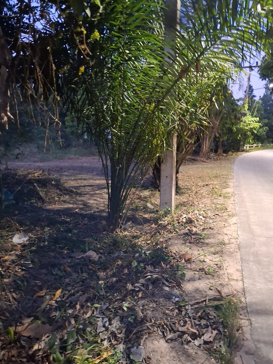 Rebecca รีเบคก้า tweet media