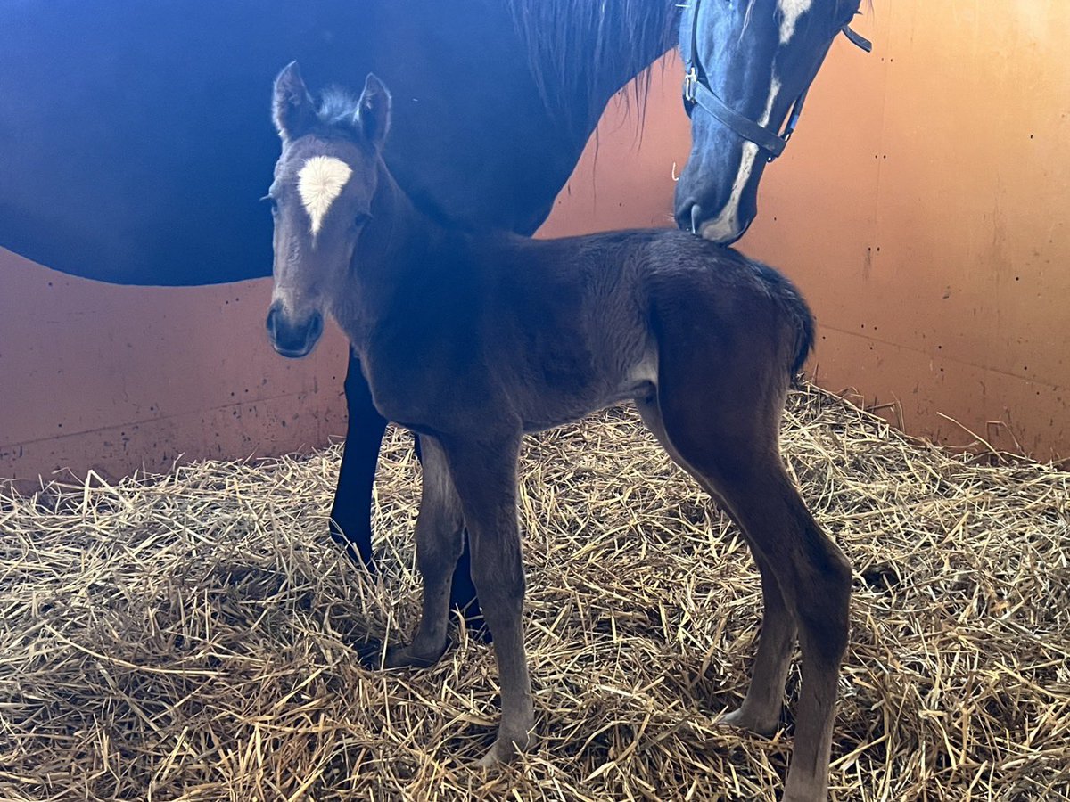 realdeepimpact's tweet image. 夜中に産まれました。

ユウギリ26
父パレスマリスの牡です。
元気に育ってもらいたいですね✨

ユウギリもお疲れさま。
牧場の皆さま、ありがとうございました。