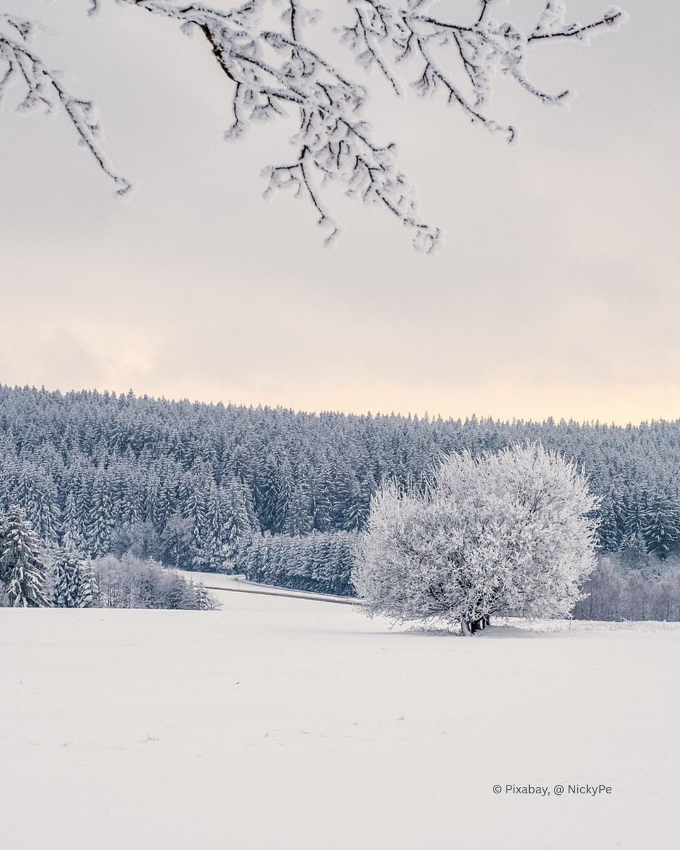 Verschneit liegt rings die ganze Welt,
Ich hab′  nichts, was mich freuet,
Verlassen steht der Baum im Feld,
Hat längst sein Laub verstreuet.

Der Wind nur geht bei stiller Nacht
Und rüttelt an dem Baume,
Da rührt er seine Wipfel sacht
Und redet wie im Traume.

Er träumt von